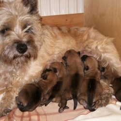 Cairn Terrier Zwinger „vom Dörnthaler Teich“