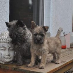 Cairn Terrier – Wizard of Wishes