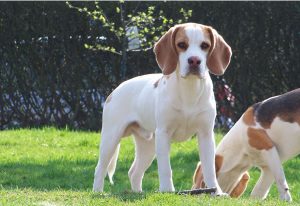 Beagle Kennel Memory of Tiffanys Diamonds