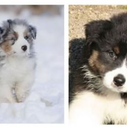 Trulyawesome Australian Shepherds