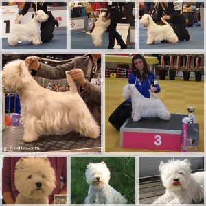 West Highland Terrier Flying Westies