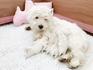 White Snowshoes West Highland White Terrier