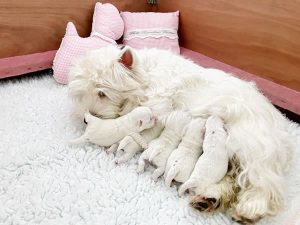 White Snowshoes West Highland White Terrier