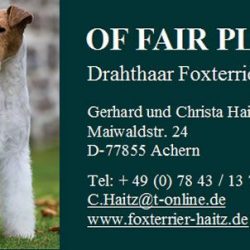 Foxterrier Haitz