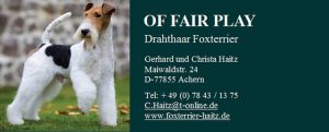 Foxterrier Haitz