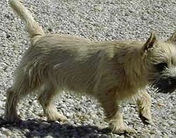 Maidls Cairn-Terrier