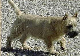 Maidls Cairn-Terrier