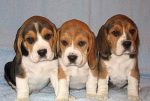 Beauty Succession’s Beagles