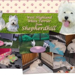 West Highland White Terrier from Shepherdhill