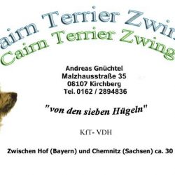 Cairnterrier von den sieben Hügeln