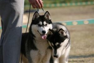 Siberian Husky Zucht "of white Eternity"