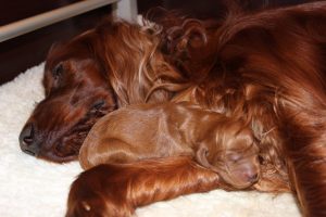 Irish Setter