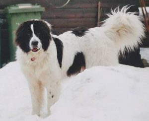 Landseer Vom Sassenburger Blockhaus