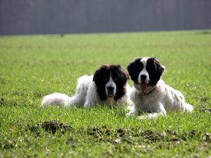 Landseer von der Schwanenburg