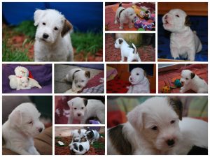 Parson Russell Terrier – My Summerdream