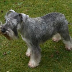 Zwergschnauzer von Marten