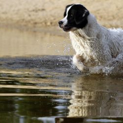 Landseer von der Schwanenburg