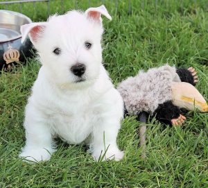 White Snowshoes West Highland White Terrier