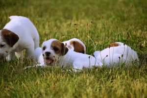 Parson Russell Terrier – My Summerdream