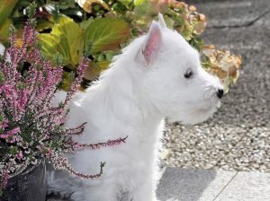 White Snowshoes West Highland White Terrier
