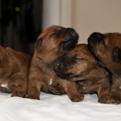 Irish Terrier Kennel Dubliners