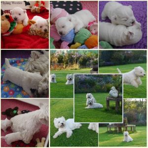 West Highland Terrier Flying Westies