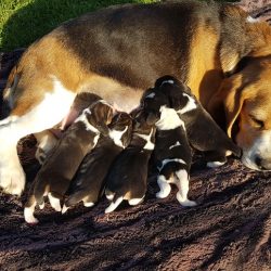 Beagle Kennel Von Helvesiek