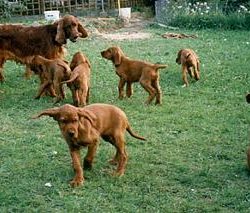 Irish Red Setter „from the Old Irish Cottage“