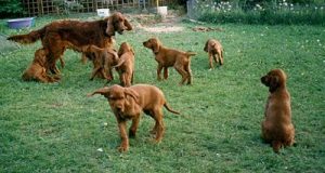 Irish Red Setter „from the Old Irish Cottage“