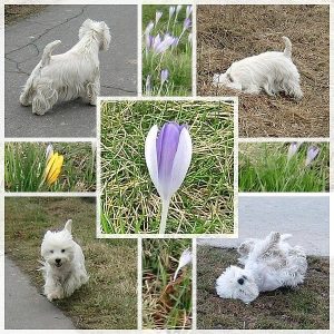 West Highland Terrier Flying Westies