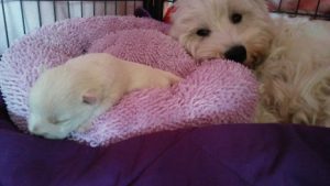 West Highland Terrier of little Gigantes
