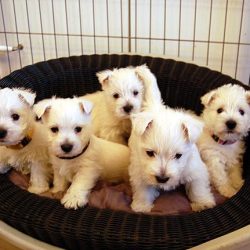 West Highland White Terrier – Des Rosiers