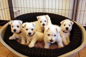 West Highland White Terrier – Des Rosiers