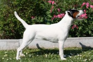 Parson Russell Terrier vom Moosstadl