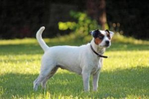Parson Russell Terrier vom Moosstadl