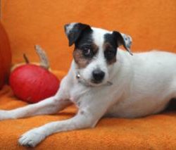 Parson Russell Terrier vom Moosstadl