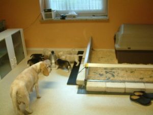 Beauty Succession’s Beagles