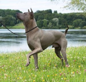 thailand-ridgeback.info