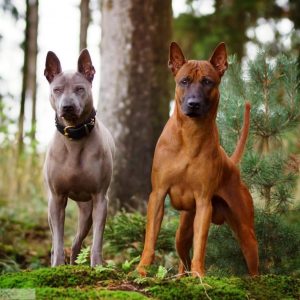 Mai Thai Lung Ahn – Thai Ridgeback