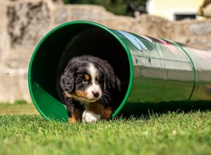 Swissydog von Nibelungenblut