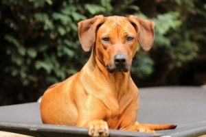 rhodesian-ridgeback huy´s