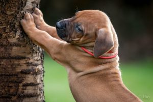 rhodesian-ridgeback huy´s