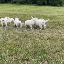 Kuvasz Von der Hohesteige