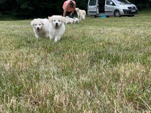 Kuvasz Von der Hohesteige