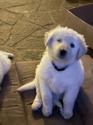 Kuvasz Von der Hohesteige