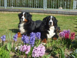 Berner Sennenhunde vom Kleber Land