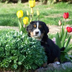 Berner Sennenhunde vom Kleber Land