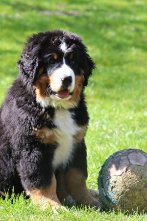 Berner Sennenhunde vom Kleber Land