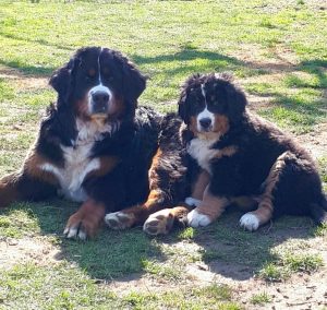 Berner Sennenhunde vom Kleber Land