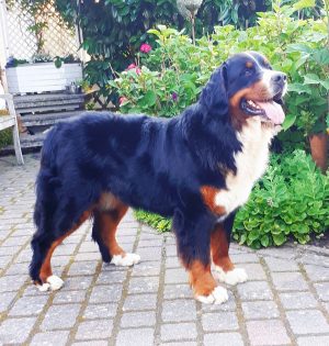 Berner Sennenhunde vom Kleber Land